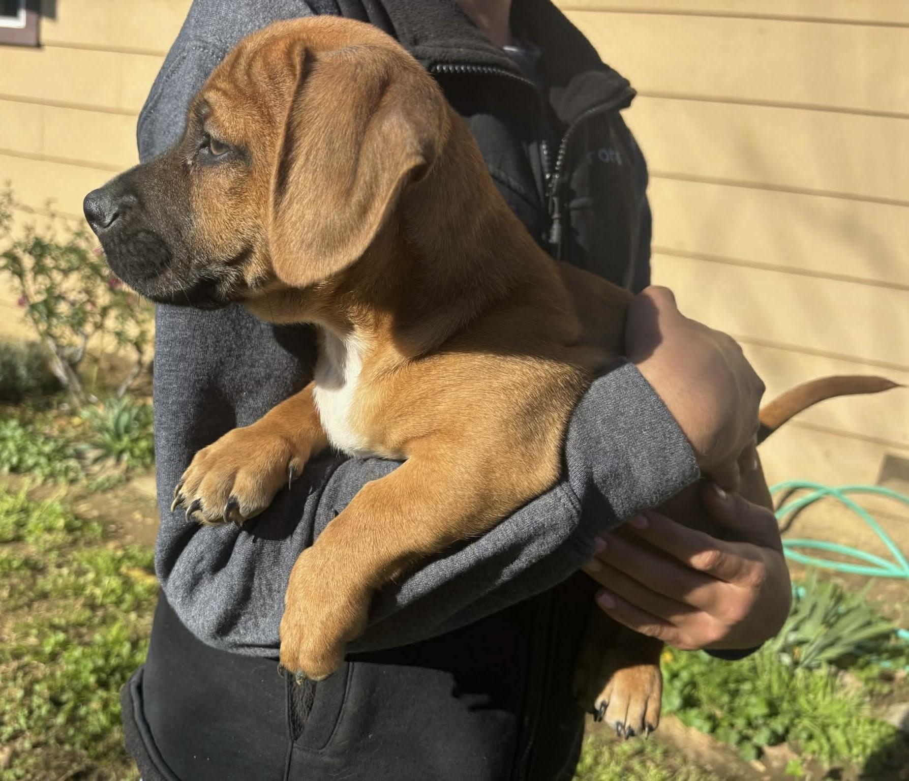 Enlarge Catfish, a ADOPTABLE mixed breed in Beavercreek, OR image 5/6
