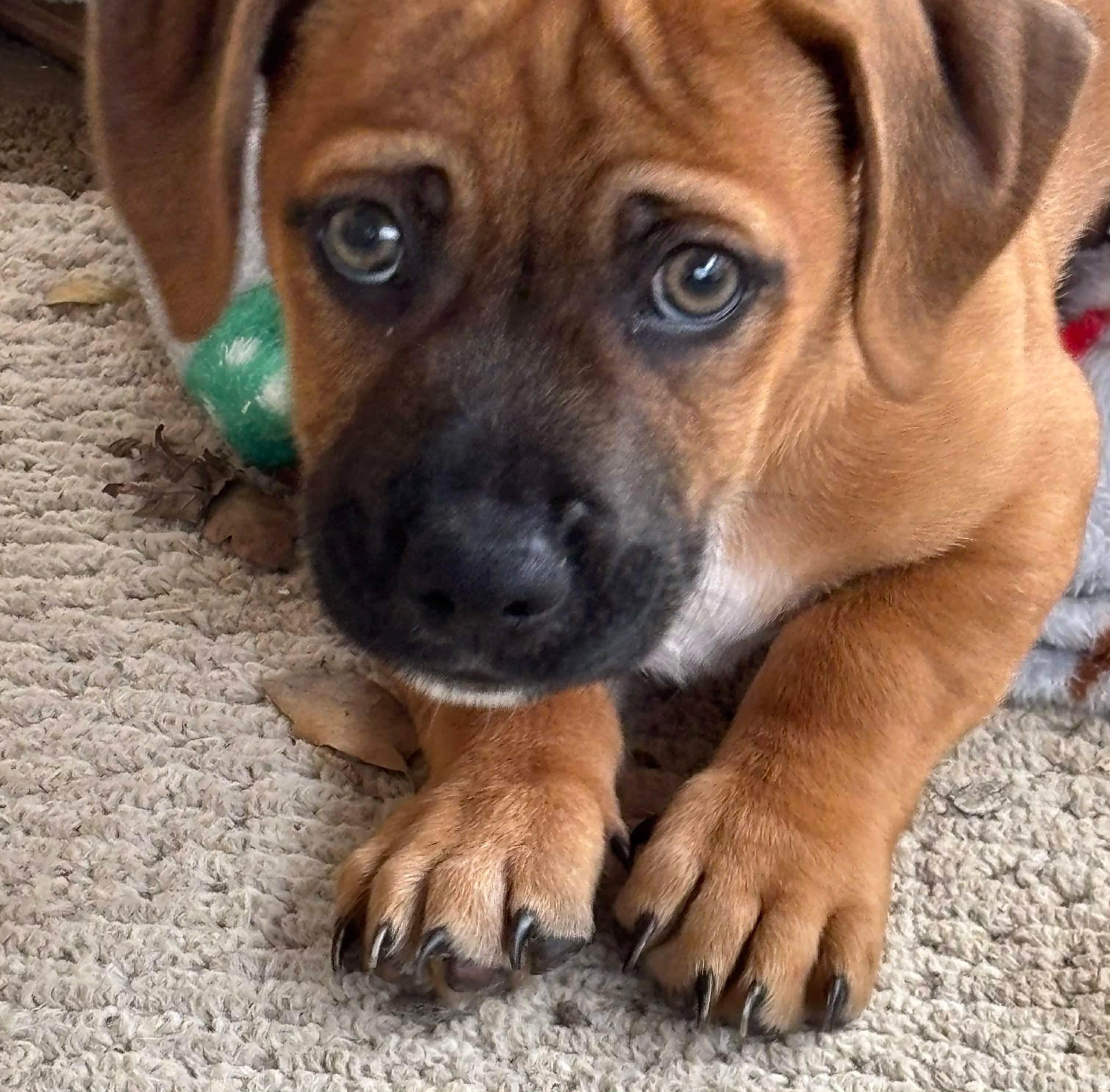 Enlarge Catfish, a ADOPTABLE mixed breed in Beavercreek, OR image 6/6