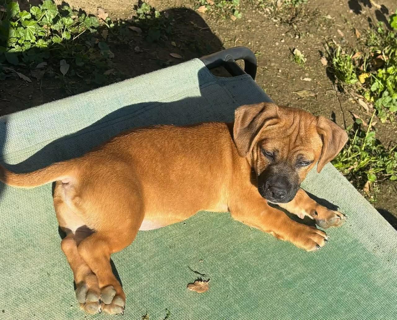 Enlarge Catfish, a ADOPTABLE mixed breed in Beavercreek, OR image 4/6