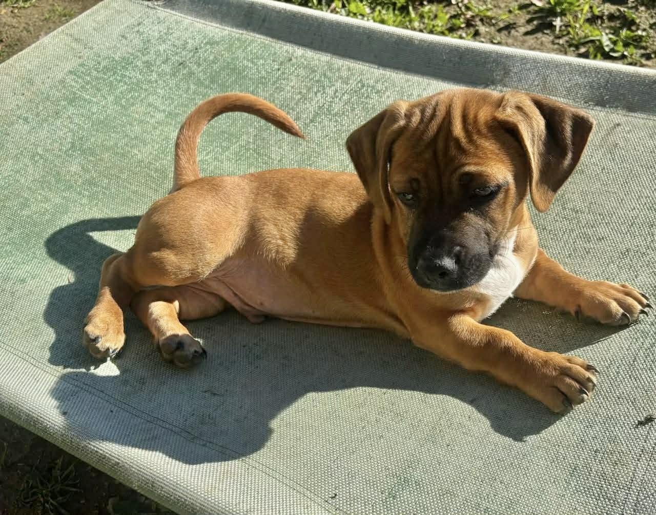 Enlarge Catfish, a ADOPTABLE mixed breed in Beavercreek, OR image 2/6
