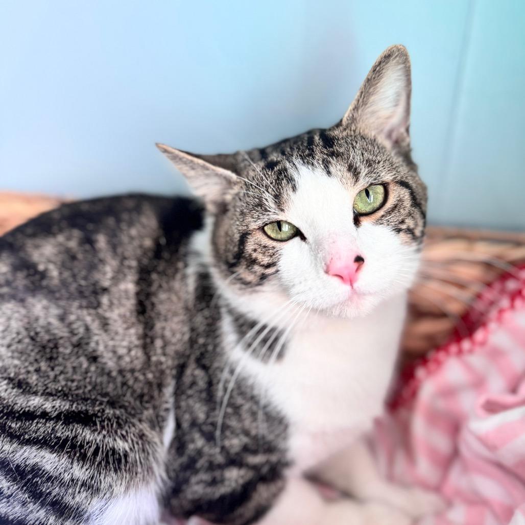 Brody — thumbnail 2