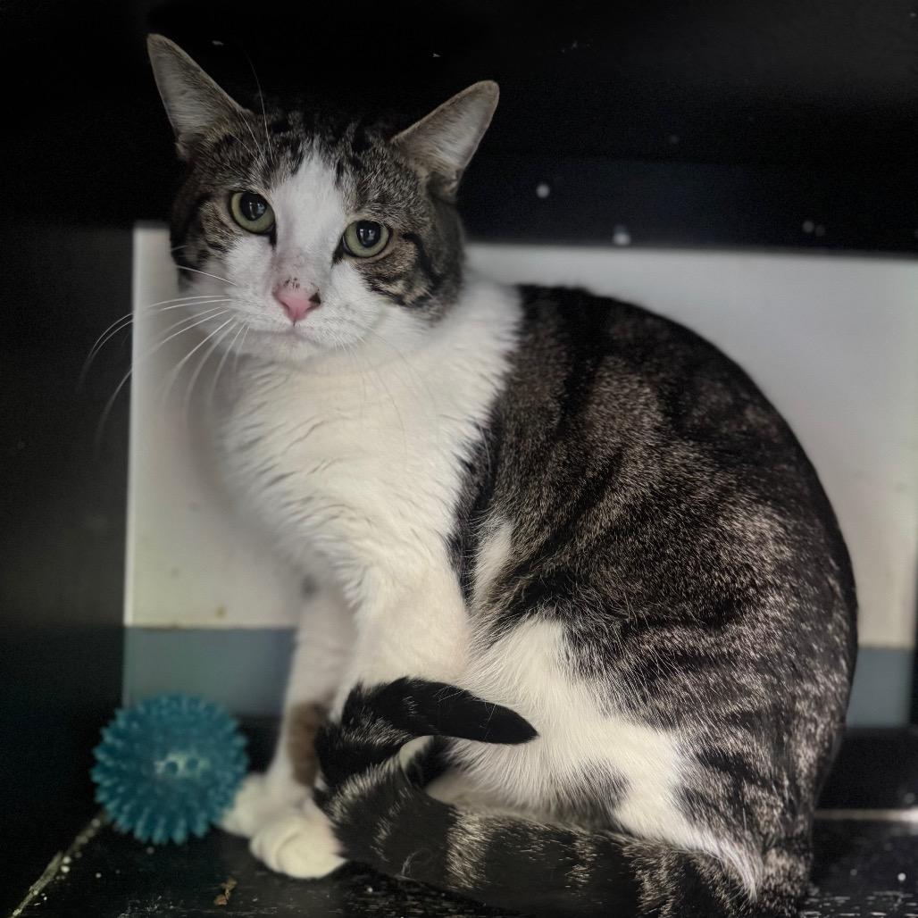 Brody — thumbnail 4