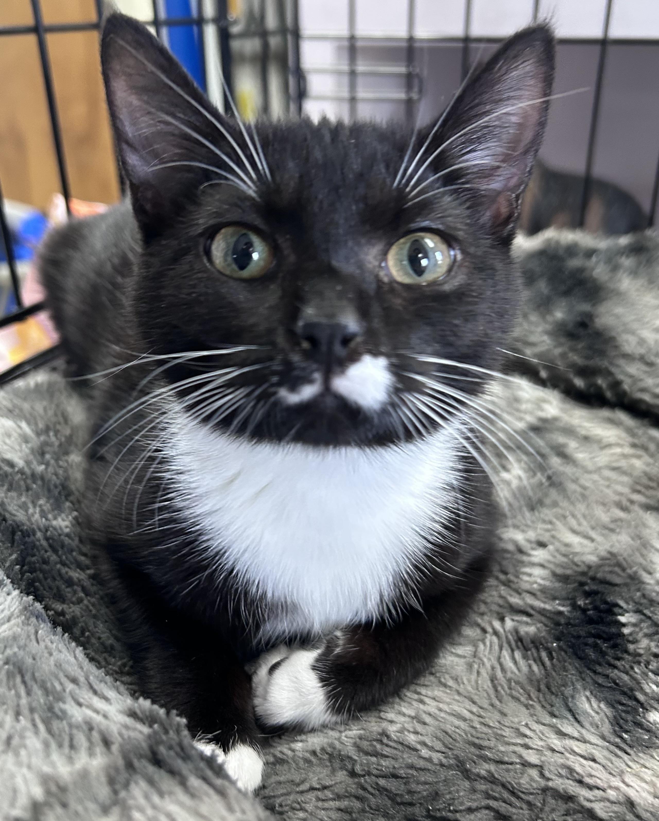 Oreo Mini, ADOPTABLE, Kitten Female Domestic Short Hair & Tuxedo.