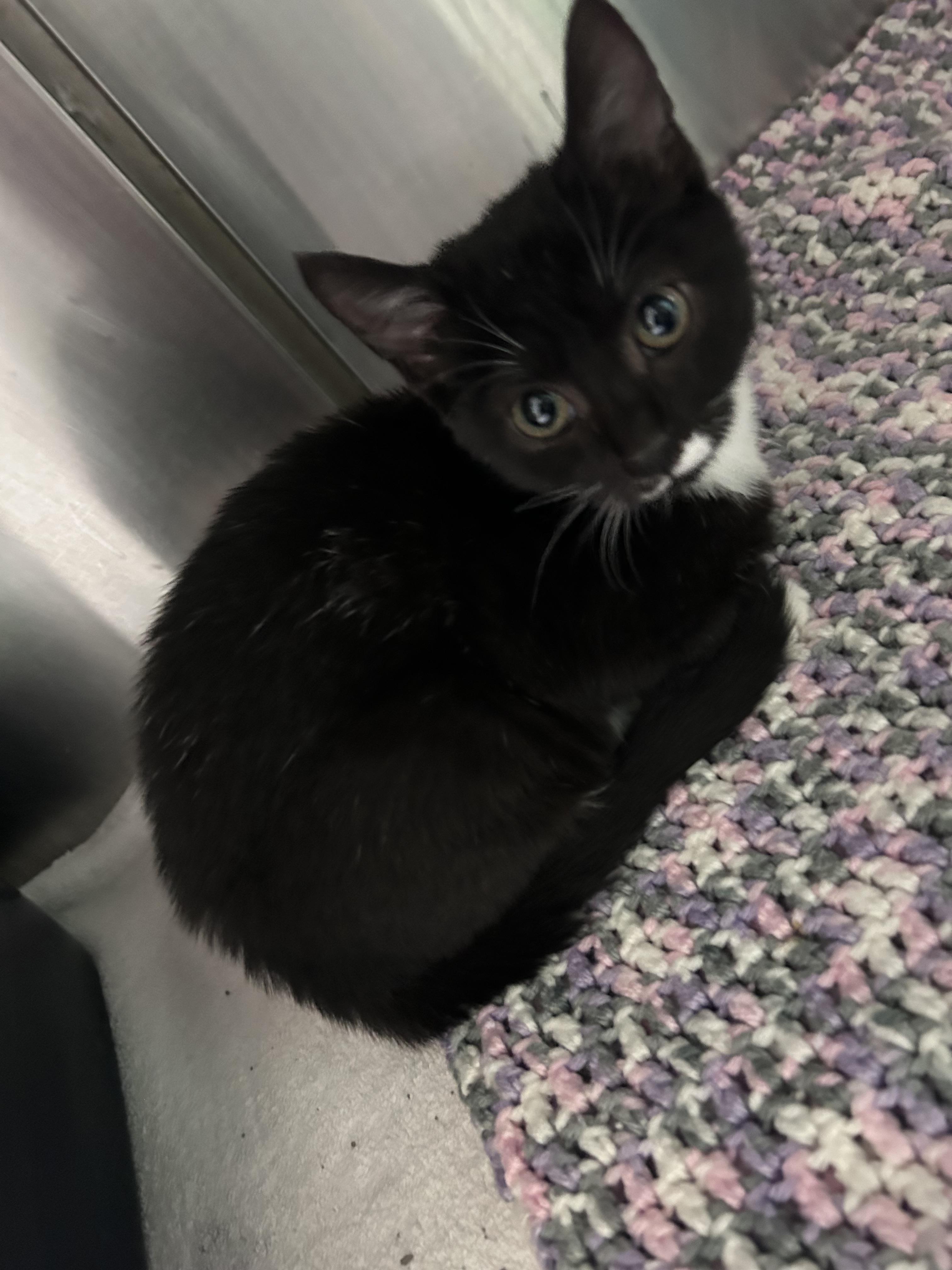 Oreo Mini thumbnail 2