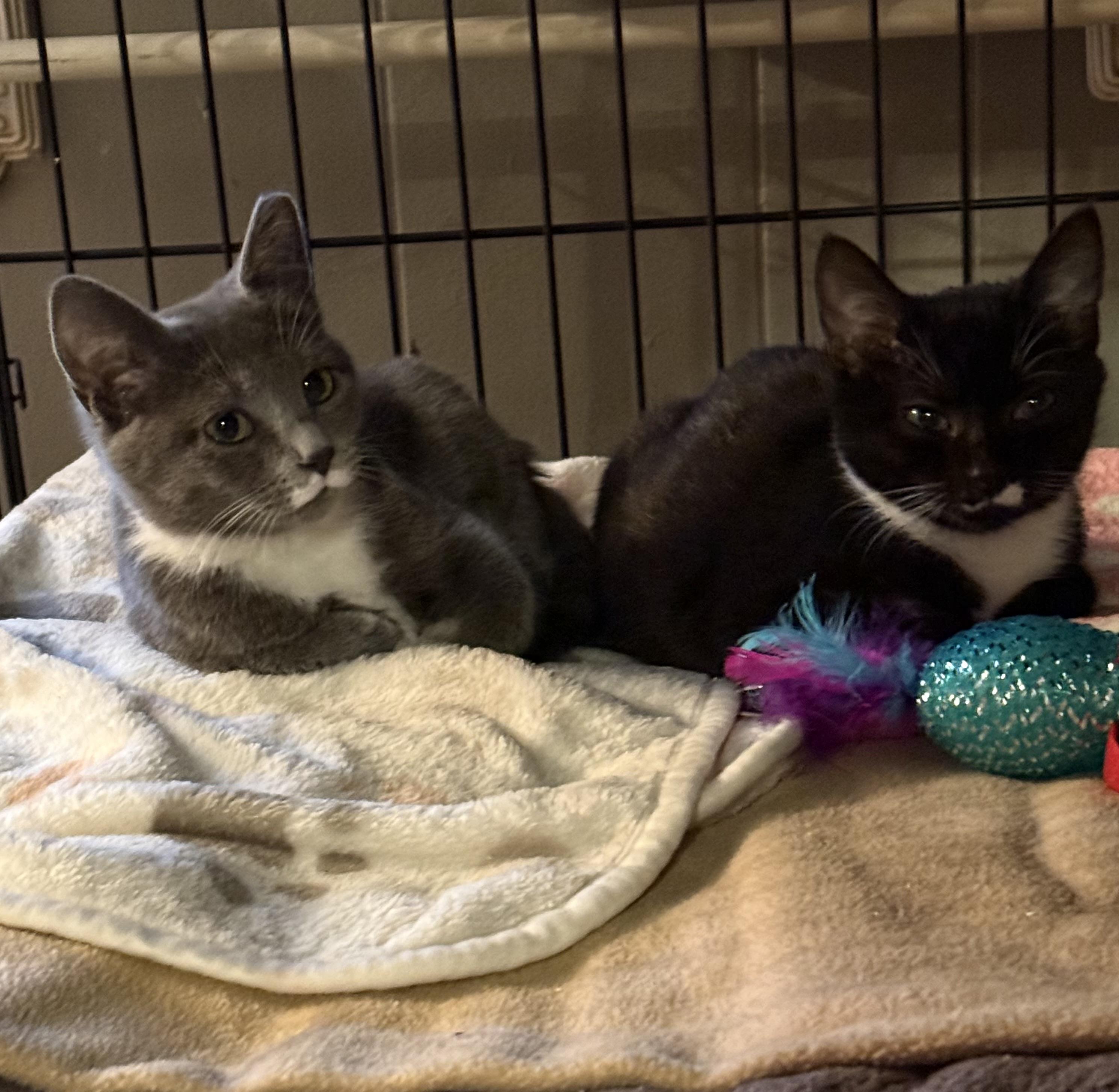 Oreo Mini, a ADOPTABLE mixed breed in Greensboro, NC image 3/6