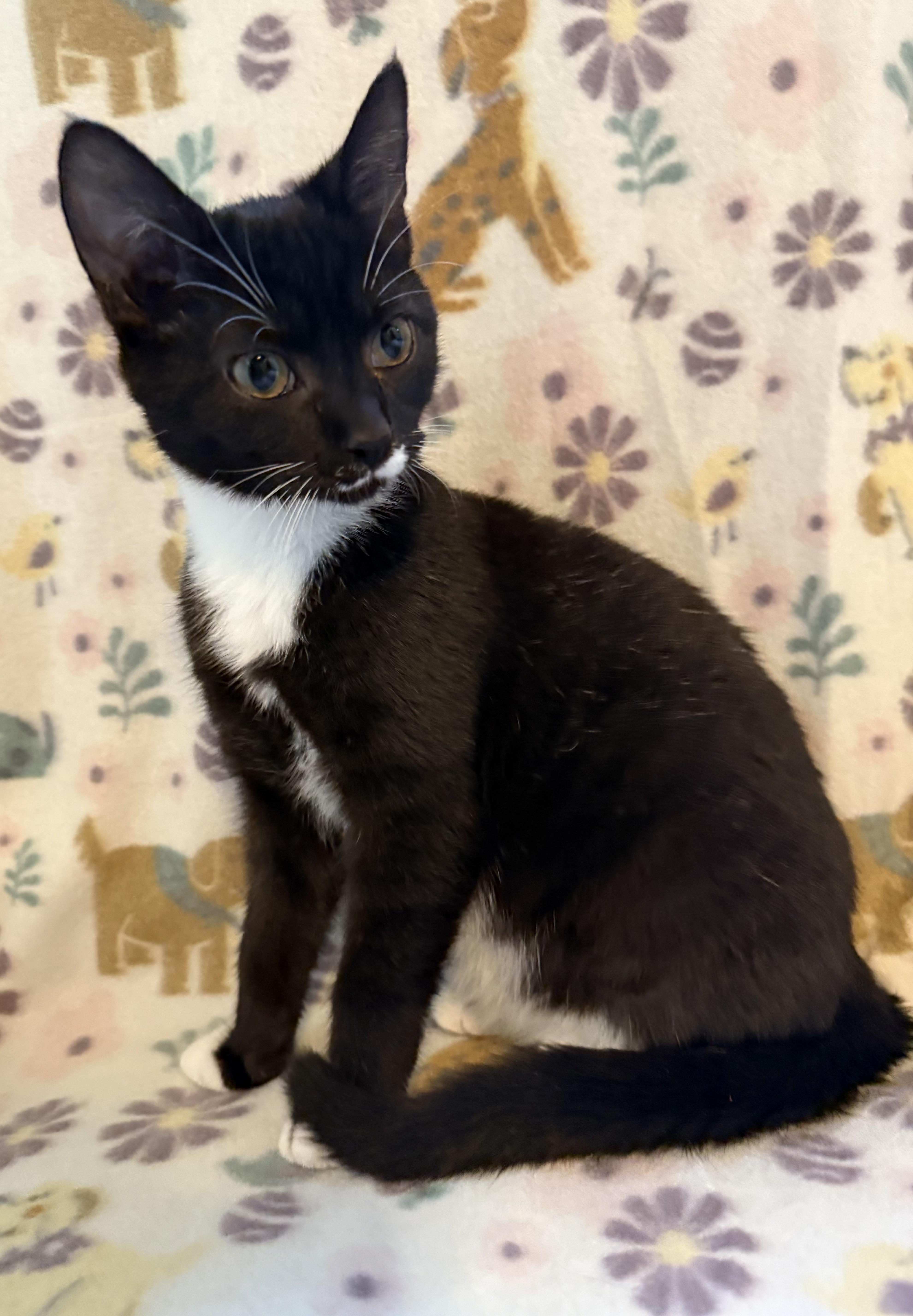 Oreo Mini, a ADOPTABLE mixed breed in Greensboro, NC image 2/6