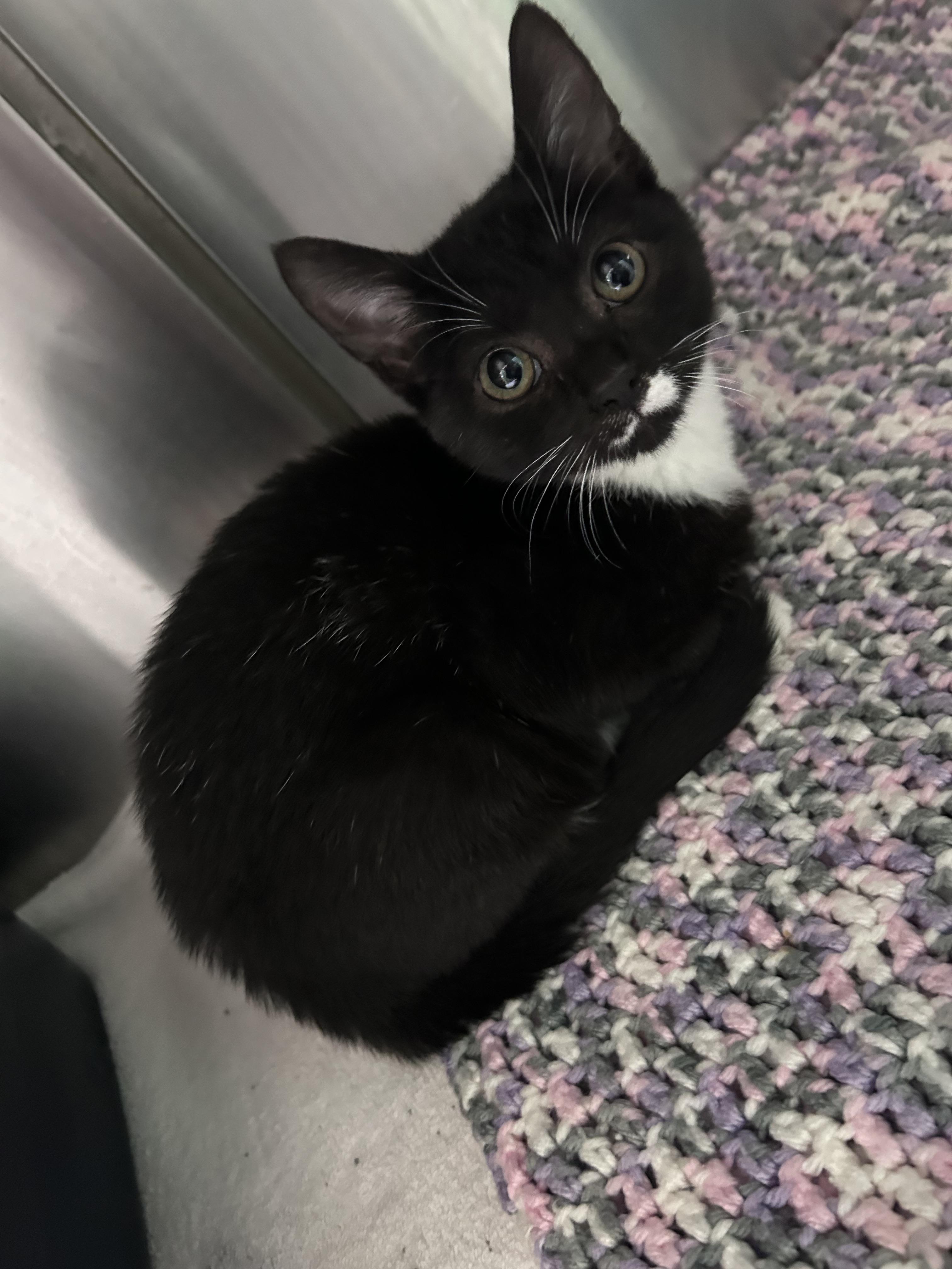 Oreo Mini, a ADOPTABLE mixed breed in Greensboro, NC image 4/6