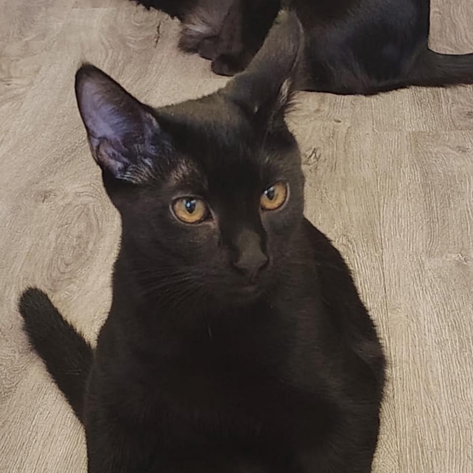 Enlarge Waldo, a Adoptable Domestic Short Hair in North Port, FL image 1/1