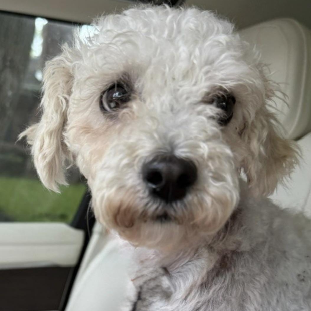 ABIGAIL, adopted, Young Female Poodle.