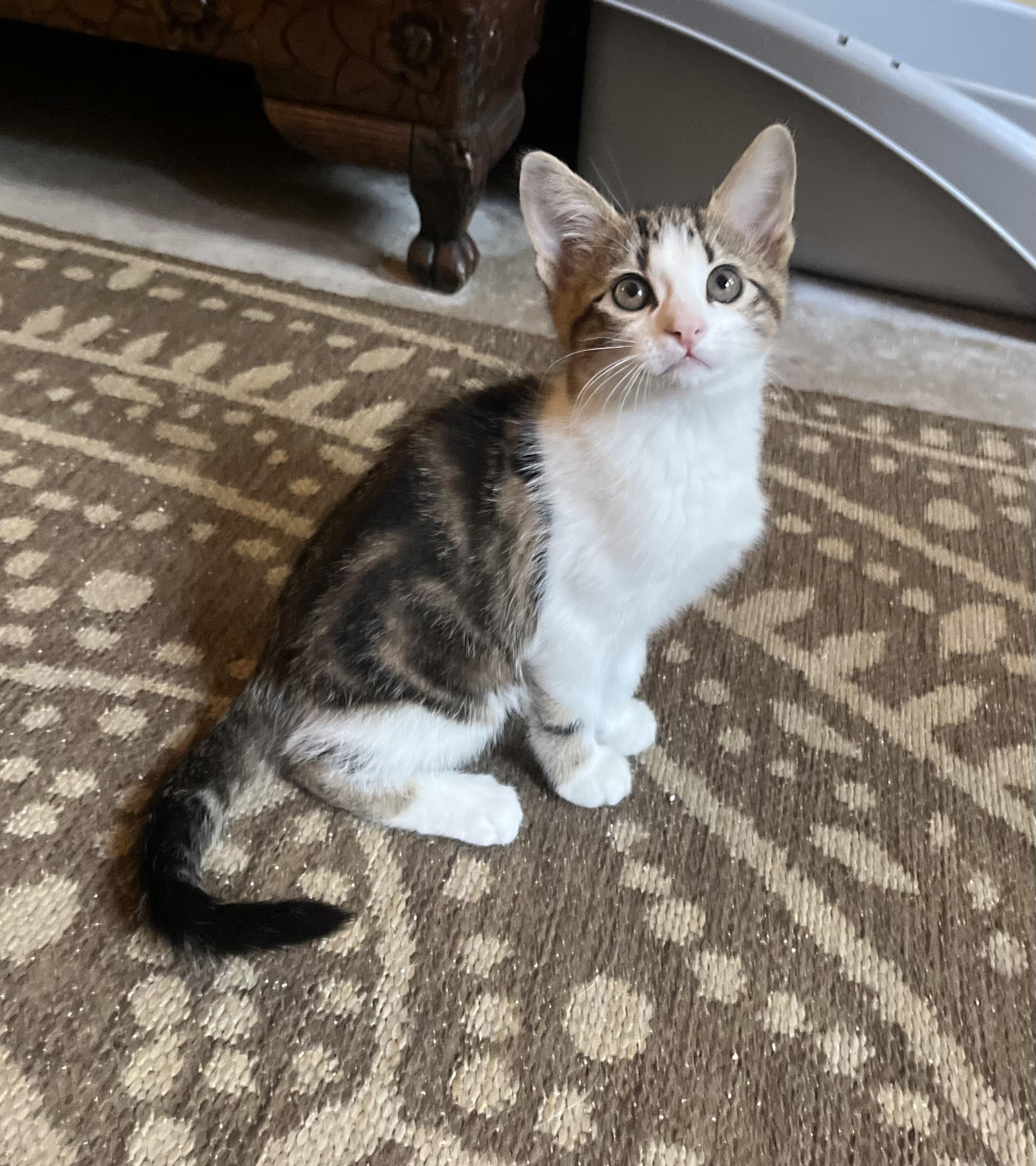 Enlarge Oliver, a Adoptable mixed breed in Hillsboro, TX image 5/6