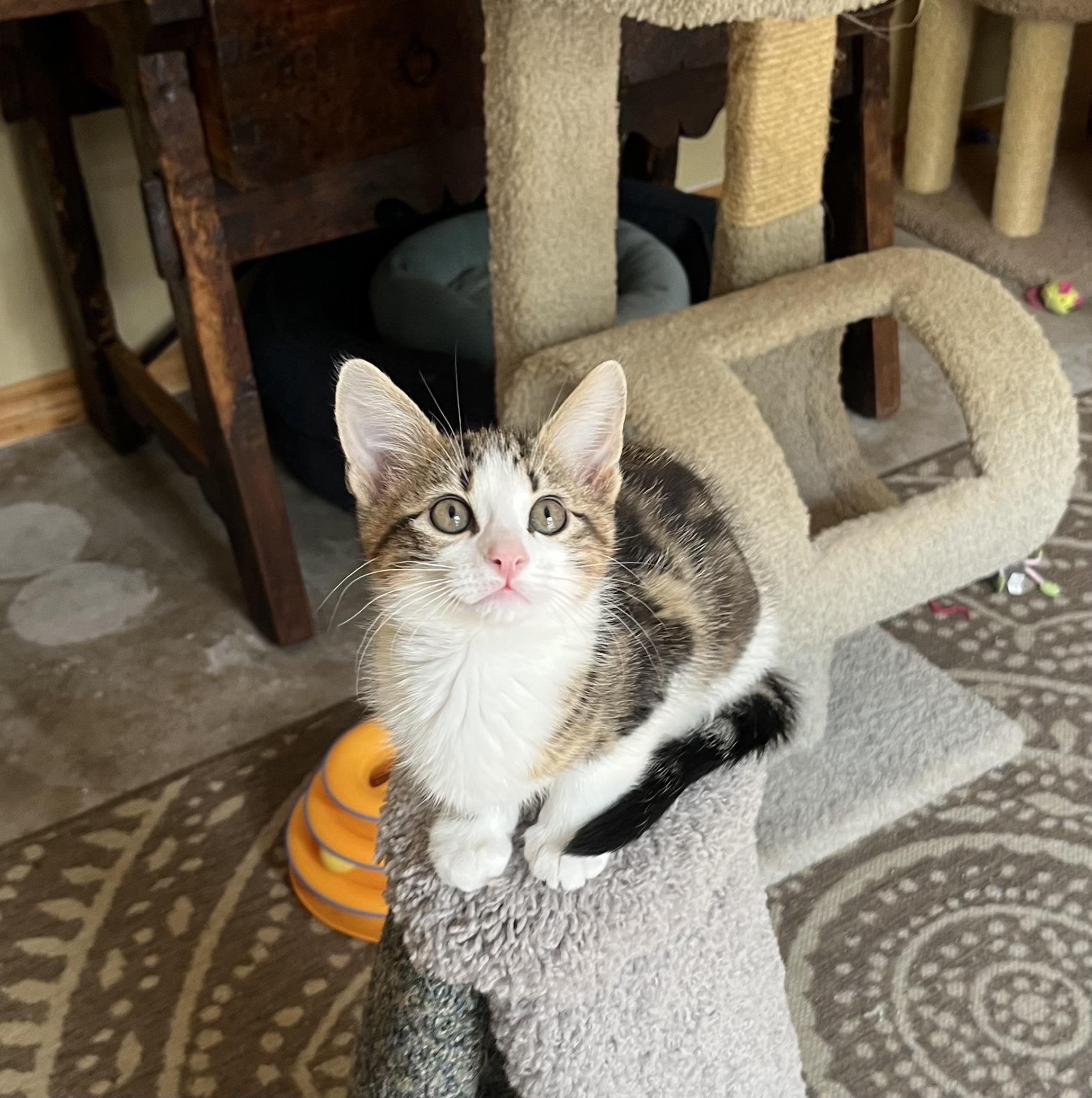 Oliver, Adoptable, Kitten Male Domestic Medium Hair & Tabby.