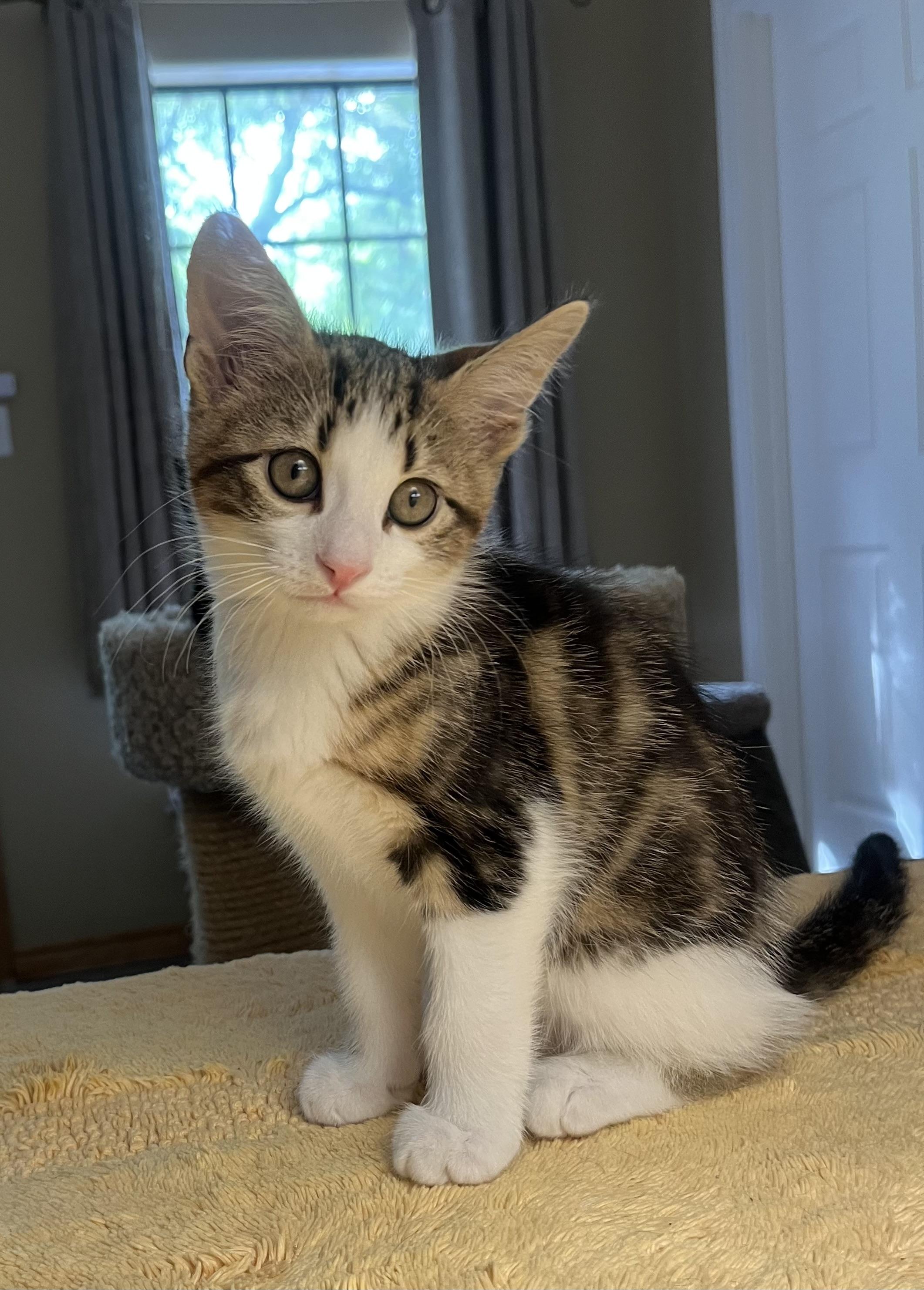 Enlarge Oliver, a Adoptable mixed breed in Hillsboro, TX image 6/6