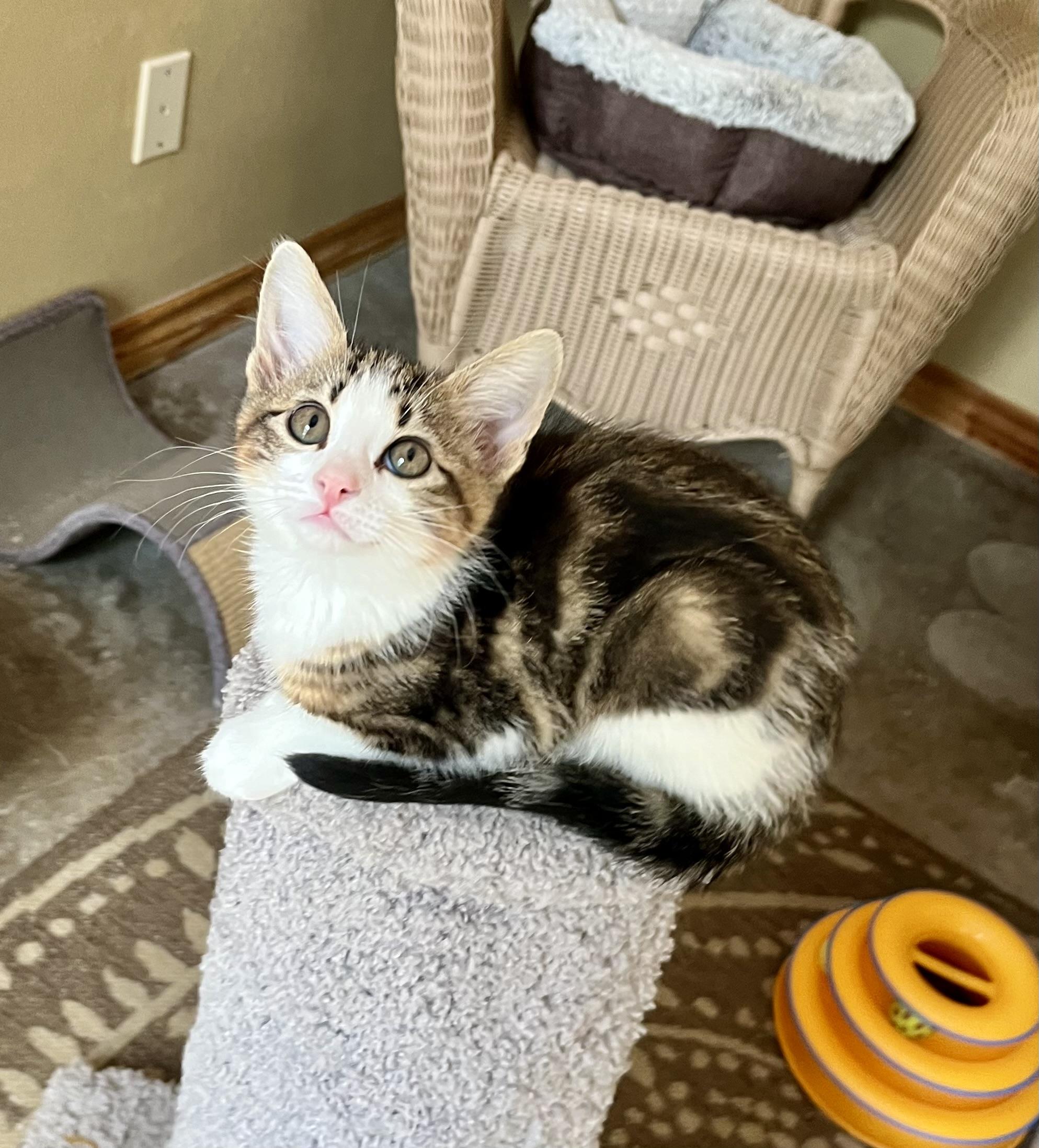 Enlarge Oliver, a Adoptable mixed breed in Hillsboro, TX image 2/6