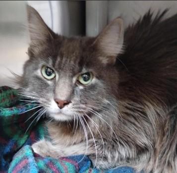 SMOKEY, Adoptable, Young Male Domestic Medium Hair.