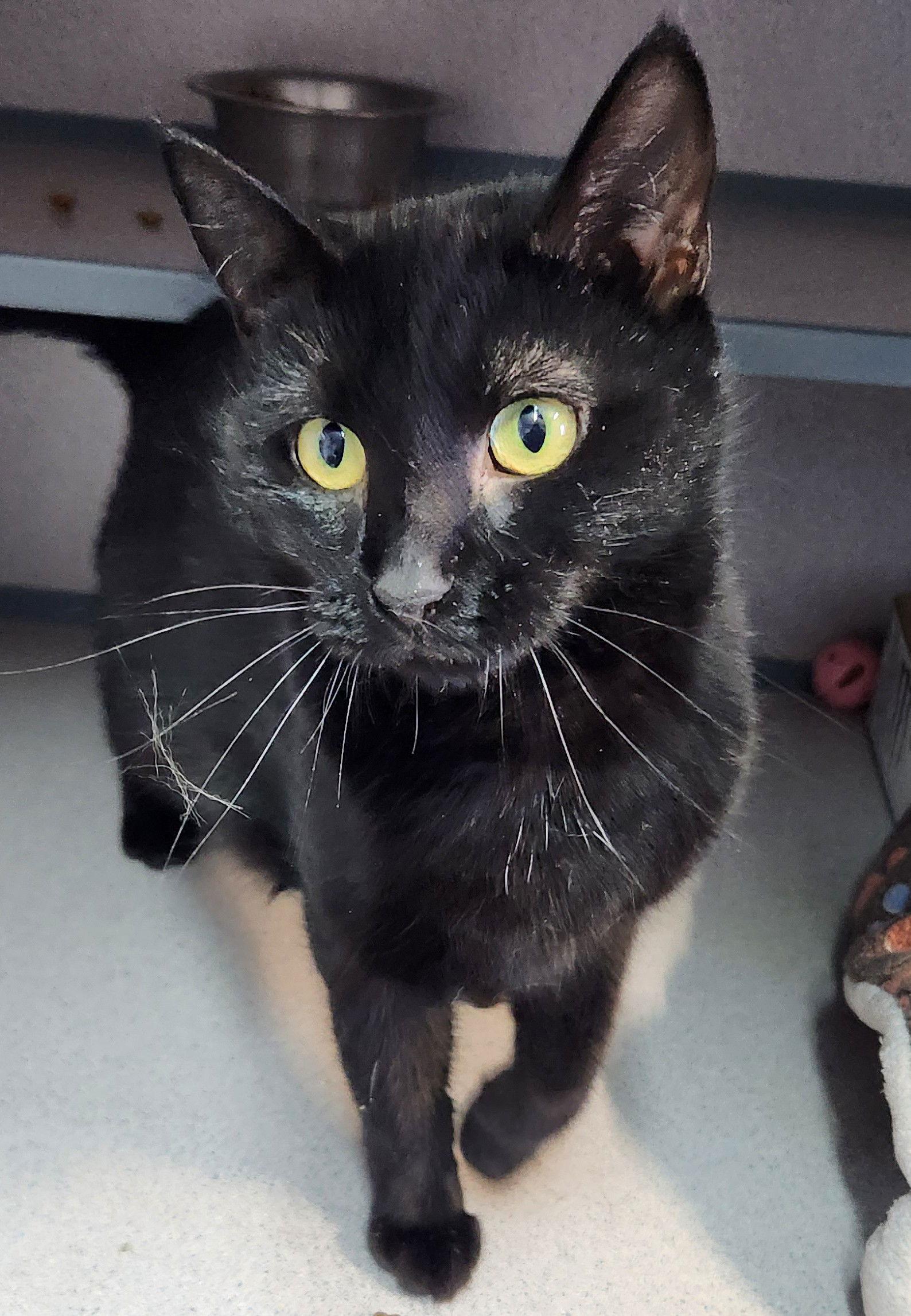 Enlarge Bonnie, a Adopted Domestic Short Hair in Knoxville, IA image 1/1