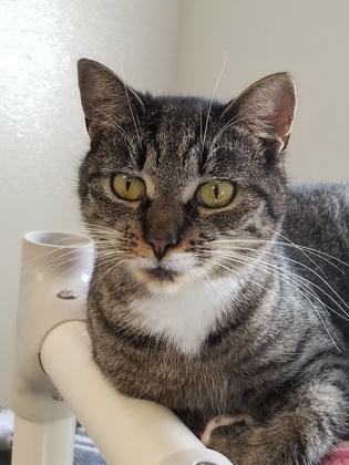 Enlarge Lily, a Adoptable Domestic Short Hair in Bath, NY image 1/2