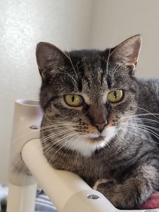 Enlarge Lily, a Adoptable Domestic Short Hair in Bath, NY image 2/2