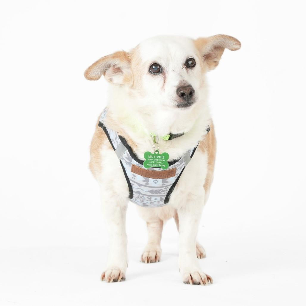 Doc Martens 14007, Adoptable, Senior Male Corgi & Mixed Breed.