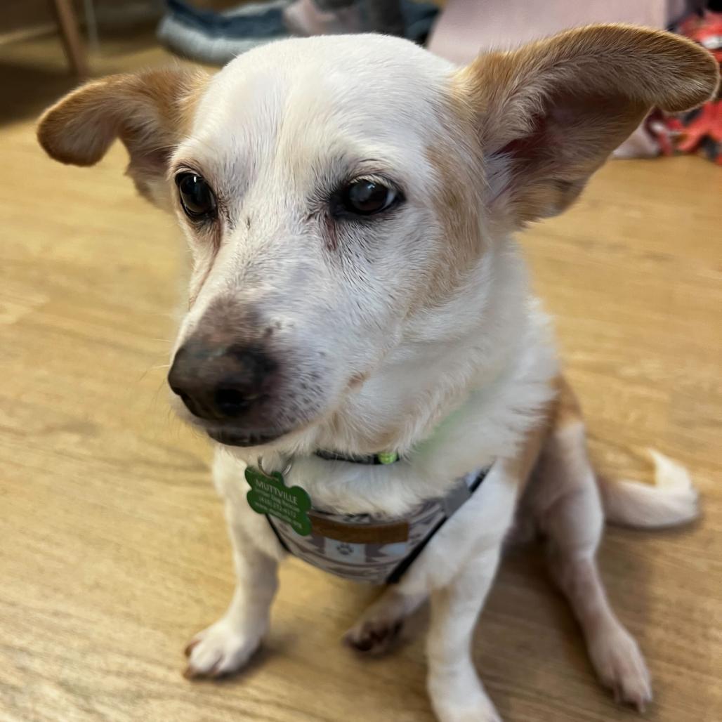 Enlarge Doc Martens 14007, a Adoptable mixed breed in San Francisco, CA image 2/6