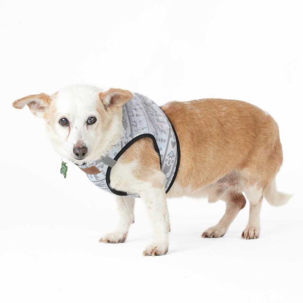 Enlarge Doc Martens 14007, a Adoptable mixed breed in San Francisco, CA image 3/6