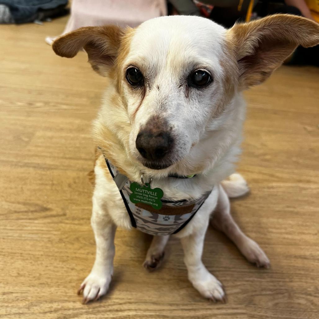 Enlarge Doc Martens 14007, a Adoptable mixed breed in San Francisco, CA image 4/6