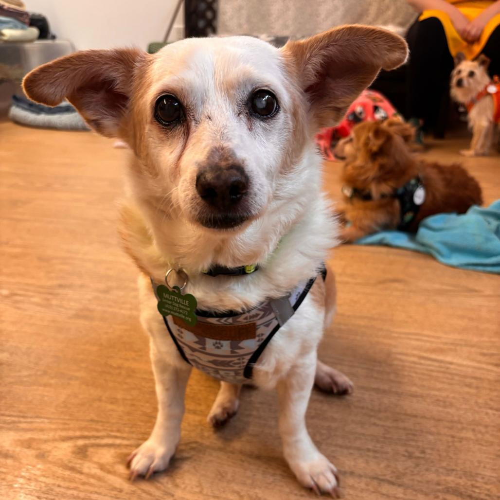 Enlarge Doc Martens 14007, a Adoptable mixed breed in San Francisco, CA image 5/6