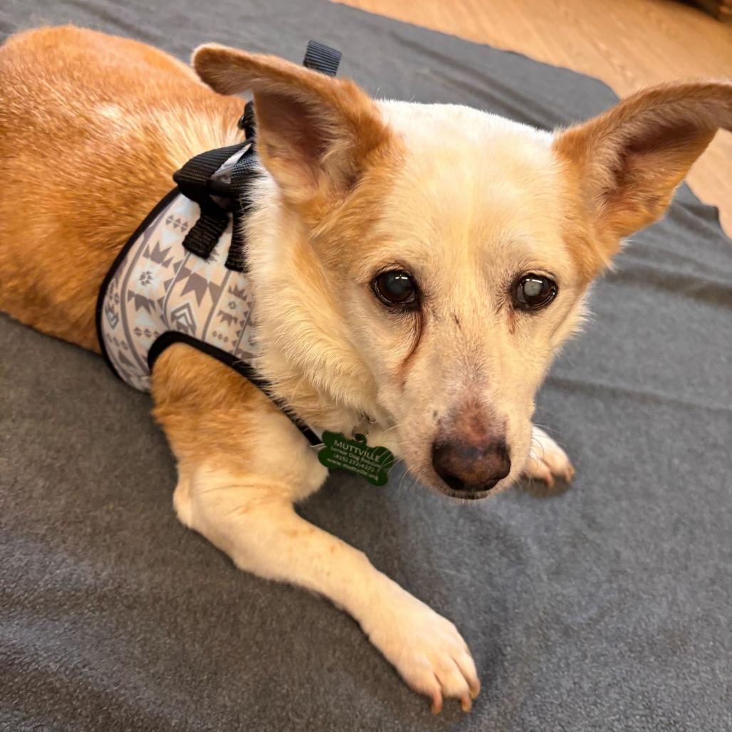 Enlarge Doc Martens 14007, a Adoptable mixed breed in San Francisco, CA image 6/6