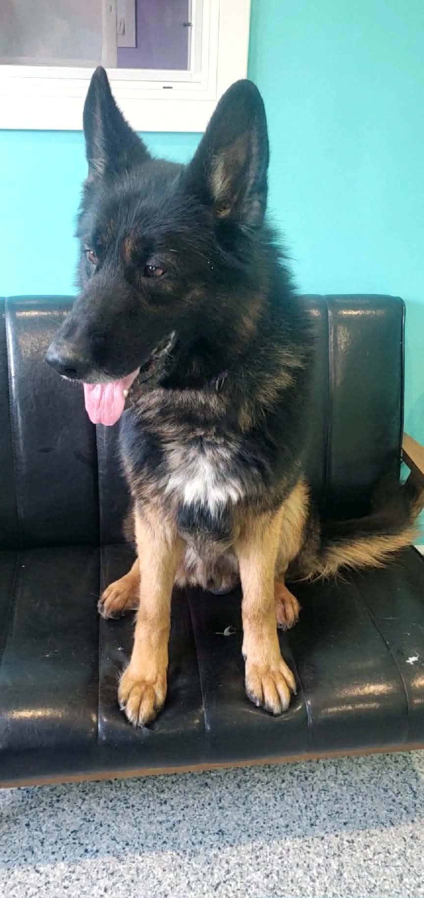 Enlarge Mato, a ADOPTABLE German Shepherd Dog in Hutchinson, MN image 5/6
