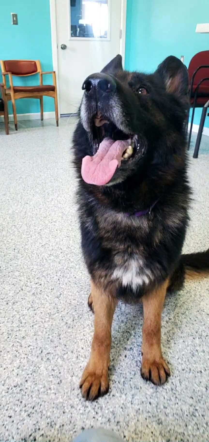 Enlarge Mato, a ADOPTABLE German Shepherd Dog in Hutchinson, MN image 4/6
