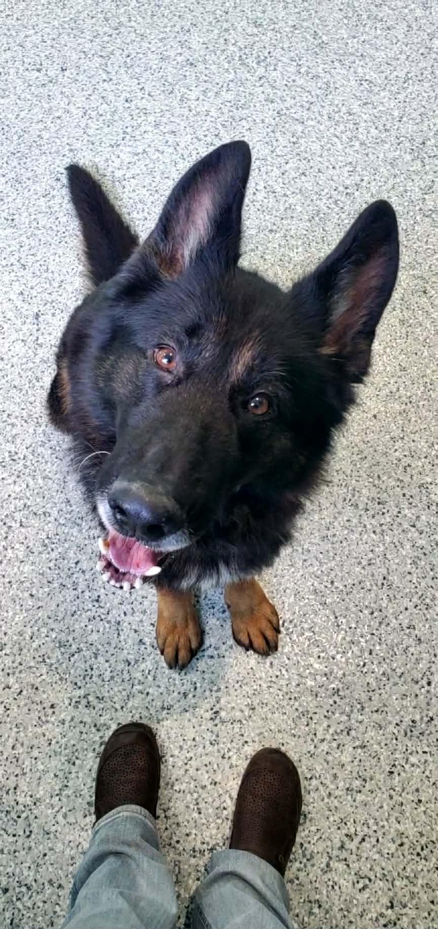 Enlarge Mato, a ADOPTABLE German Shepherd Dog in Hutchinson, MN image 2/6