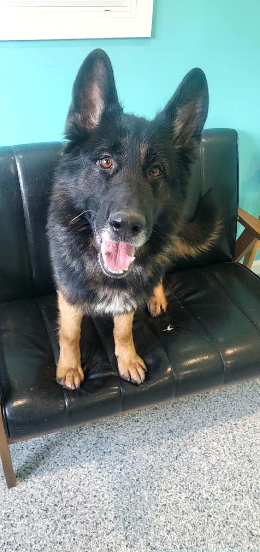 Mato, ADOPTABLE, Adult Male German Shepherd Dog.