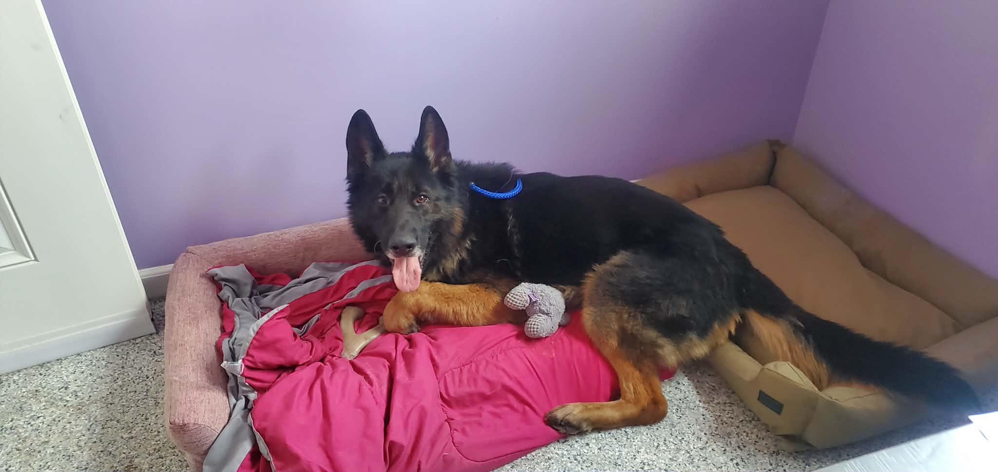 Enlarge Mato, a ADOPTABLE German Shepherd Dog in Hutchinson, MN image 3/6