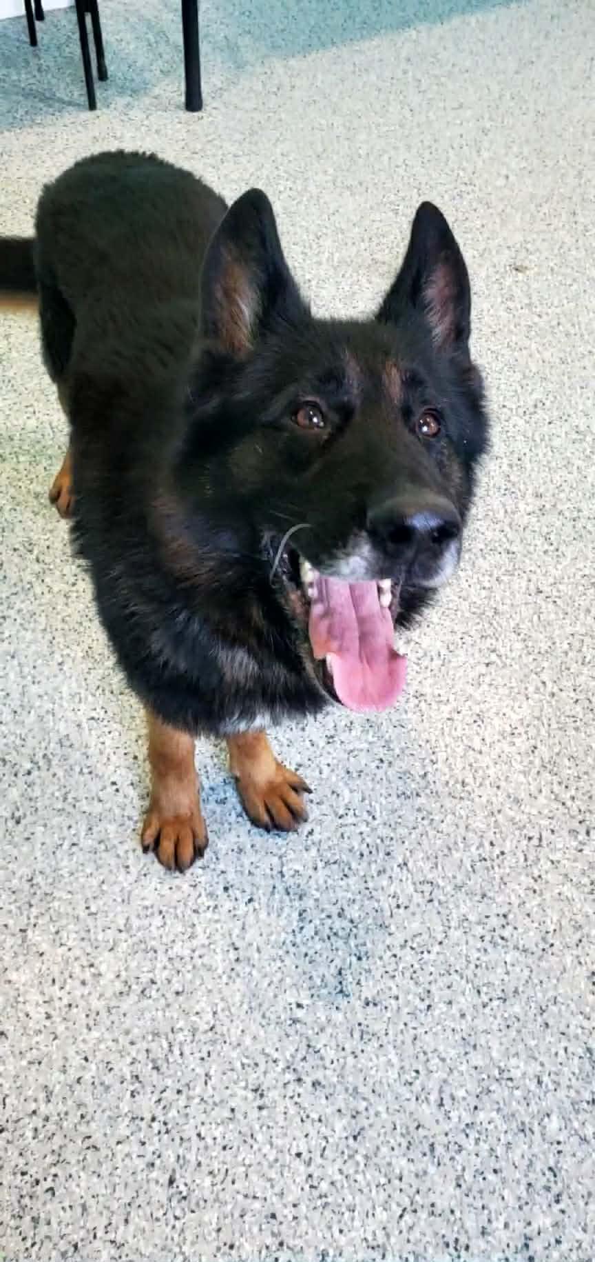 Enlarge Mato, a ADOPTABLE German Shepherd Dog in Hutchinson, MN image 6/6