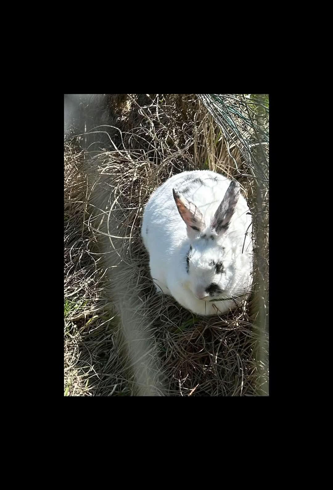 Cuddlepuff, Adoptable, Adult Female Lionhead & Rex.