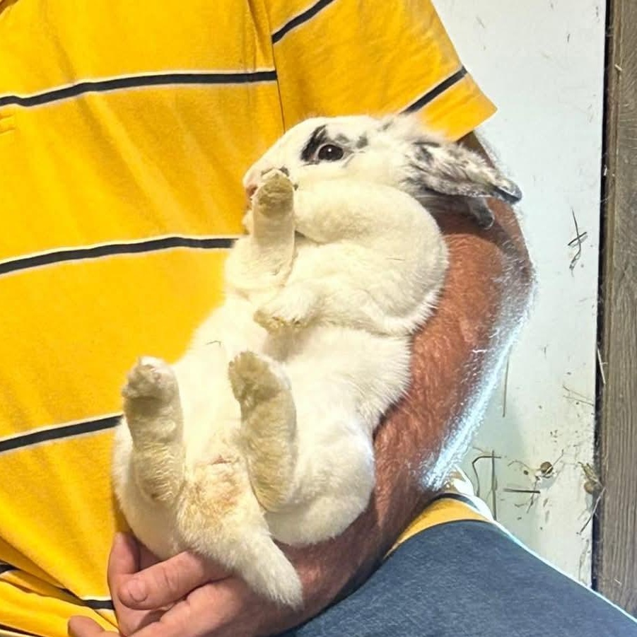 Cuddlepuff, Adoptable, Adult Female Lionhead & Rex.