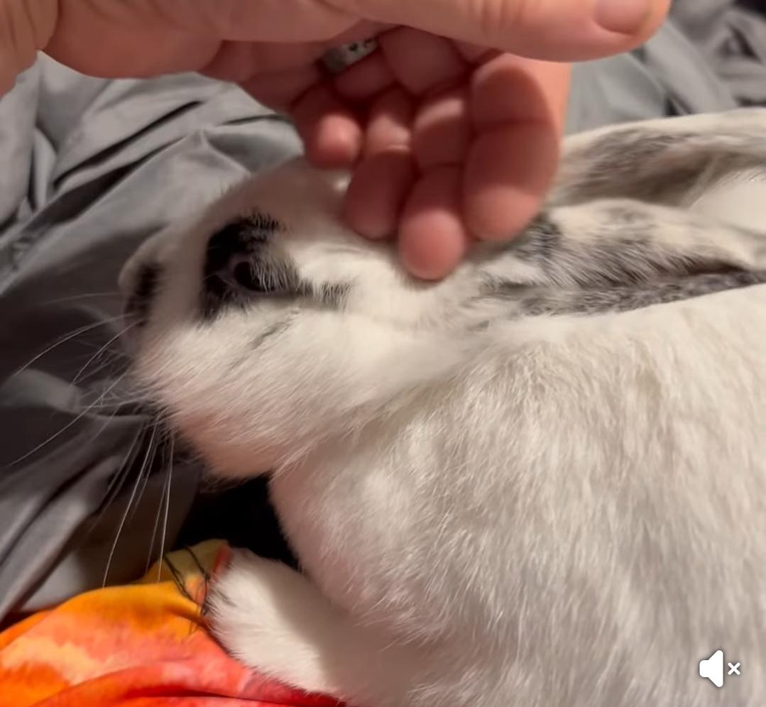 Cuddlepuff, a Adoptable mixed breed in Paradis, LA image 3/6