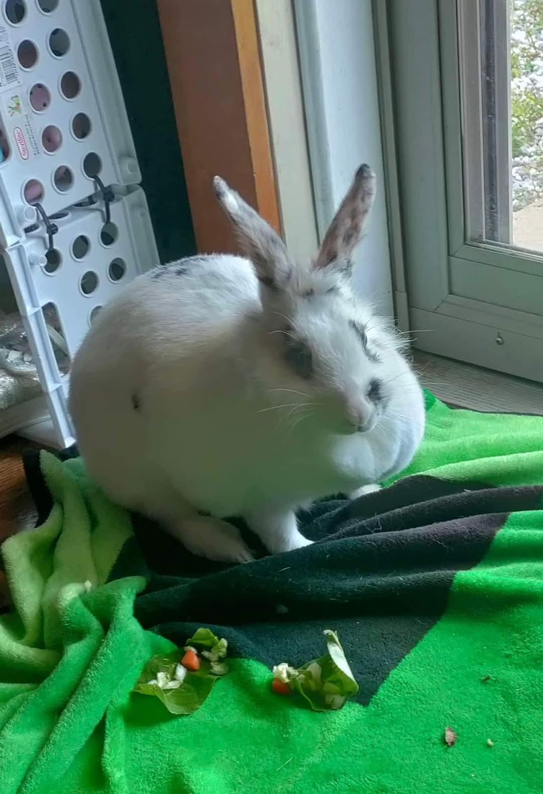 Cuddlepuff, a Adoptable mixed breed in Paradis, LA image 4/6