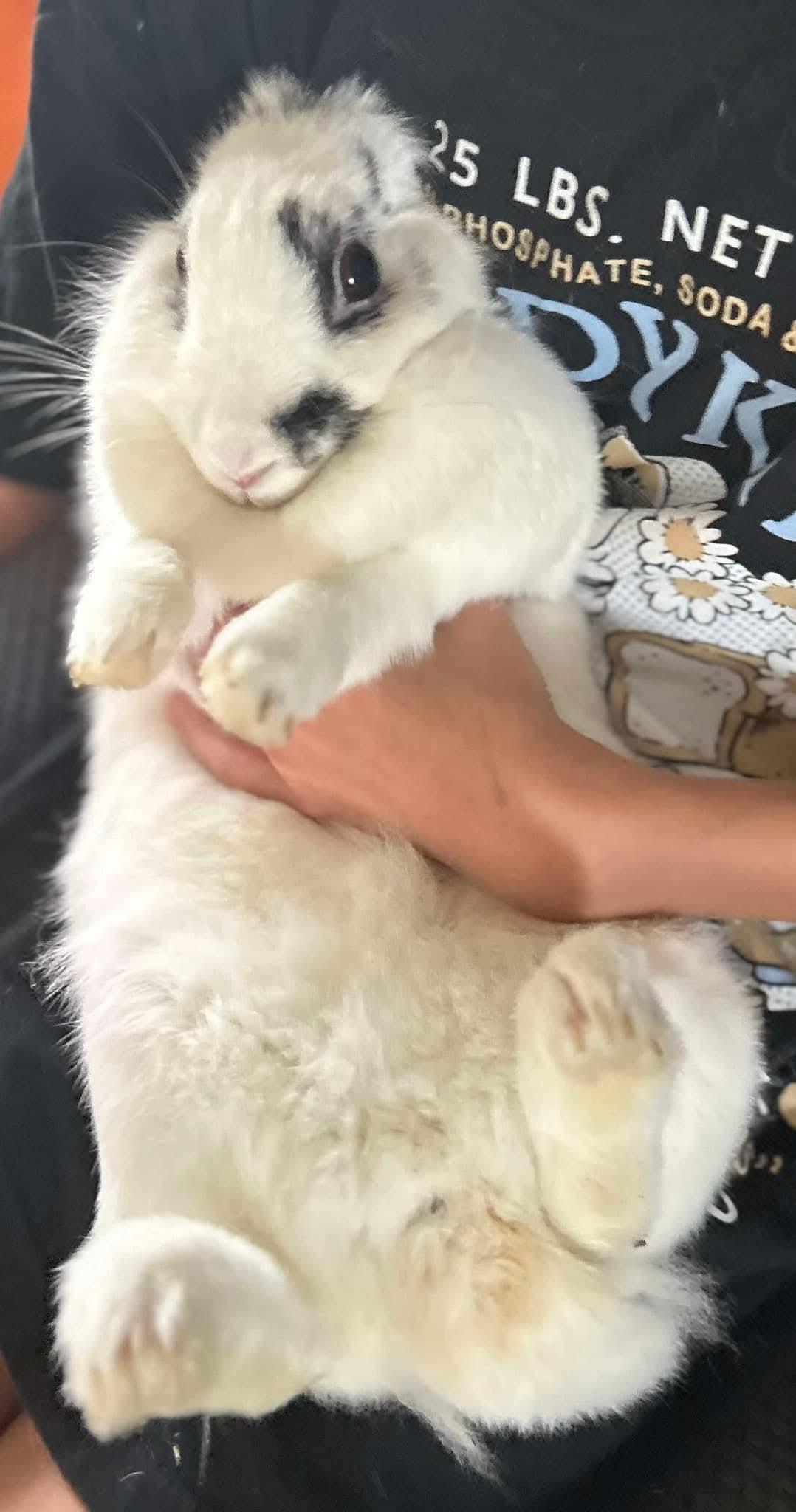 Cuddlepuff, Adoptable, Adult Female Lionhead & Rex.