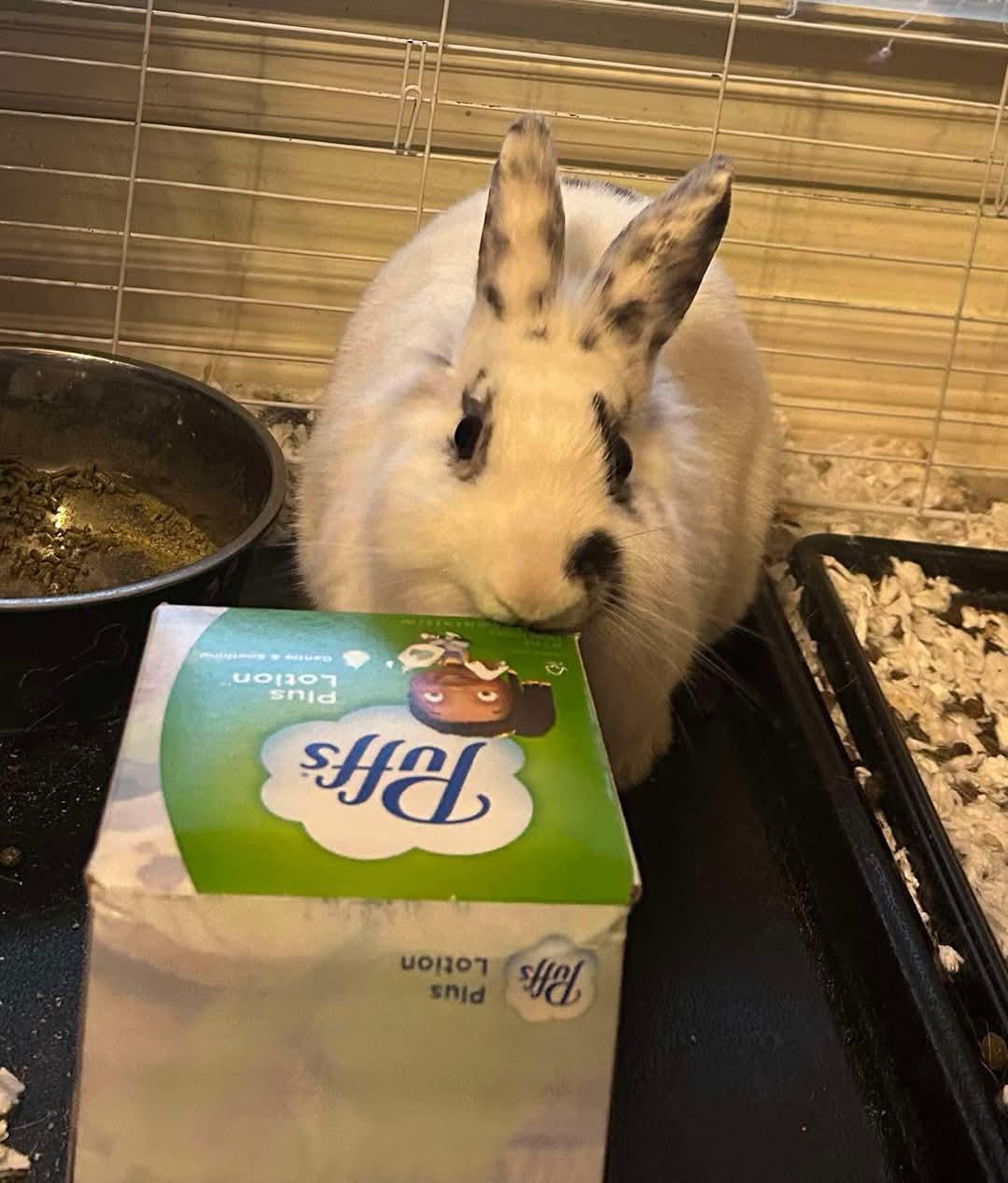 Cuddlepuff, a Adoptable mixed breed in Paradis, LA image 5/6