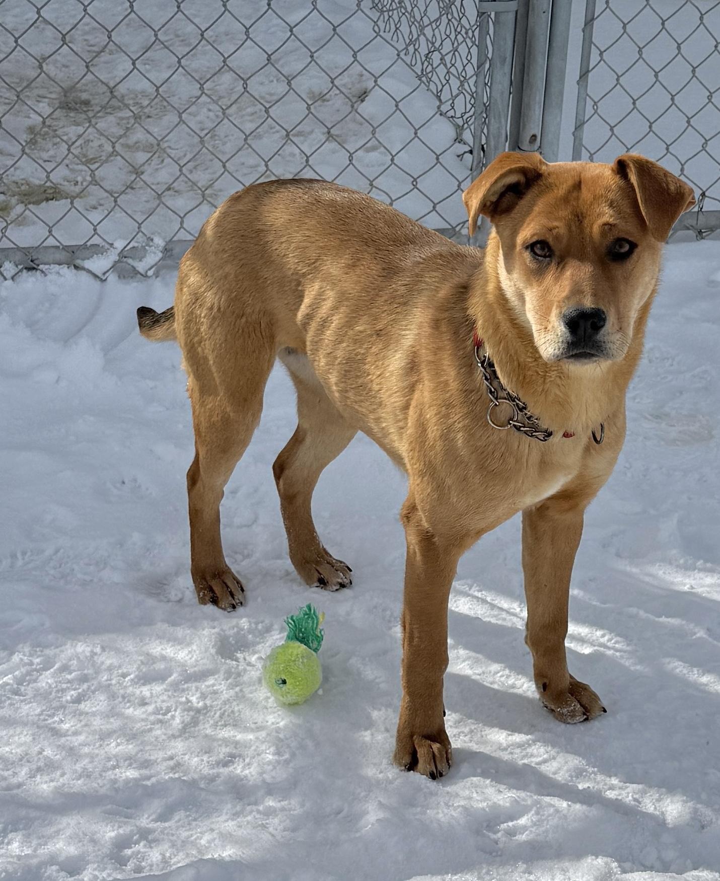 Enlarge Apple, a ADOPTABLE mixed breed in Meadow Lake, SK image 5/6