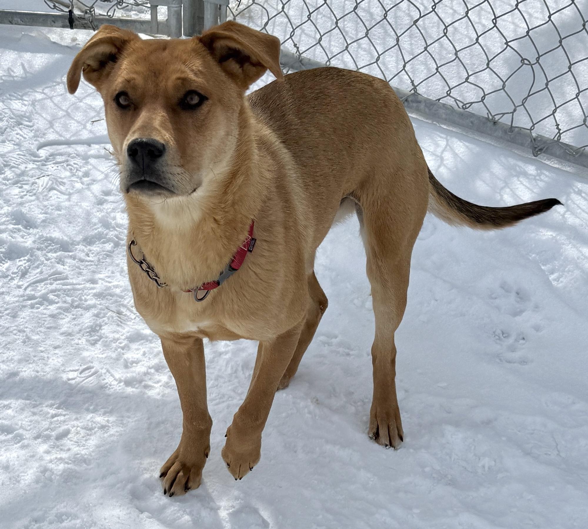 Enlarge Apple, a ADOPTABLE mixed breed in Meadow Lake, SK image 1/6