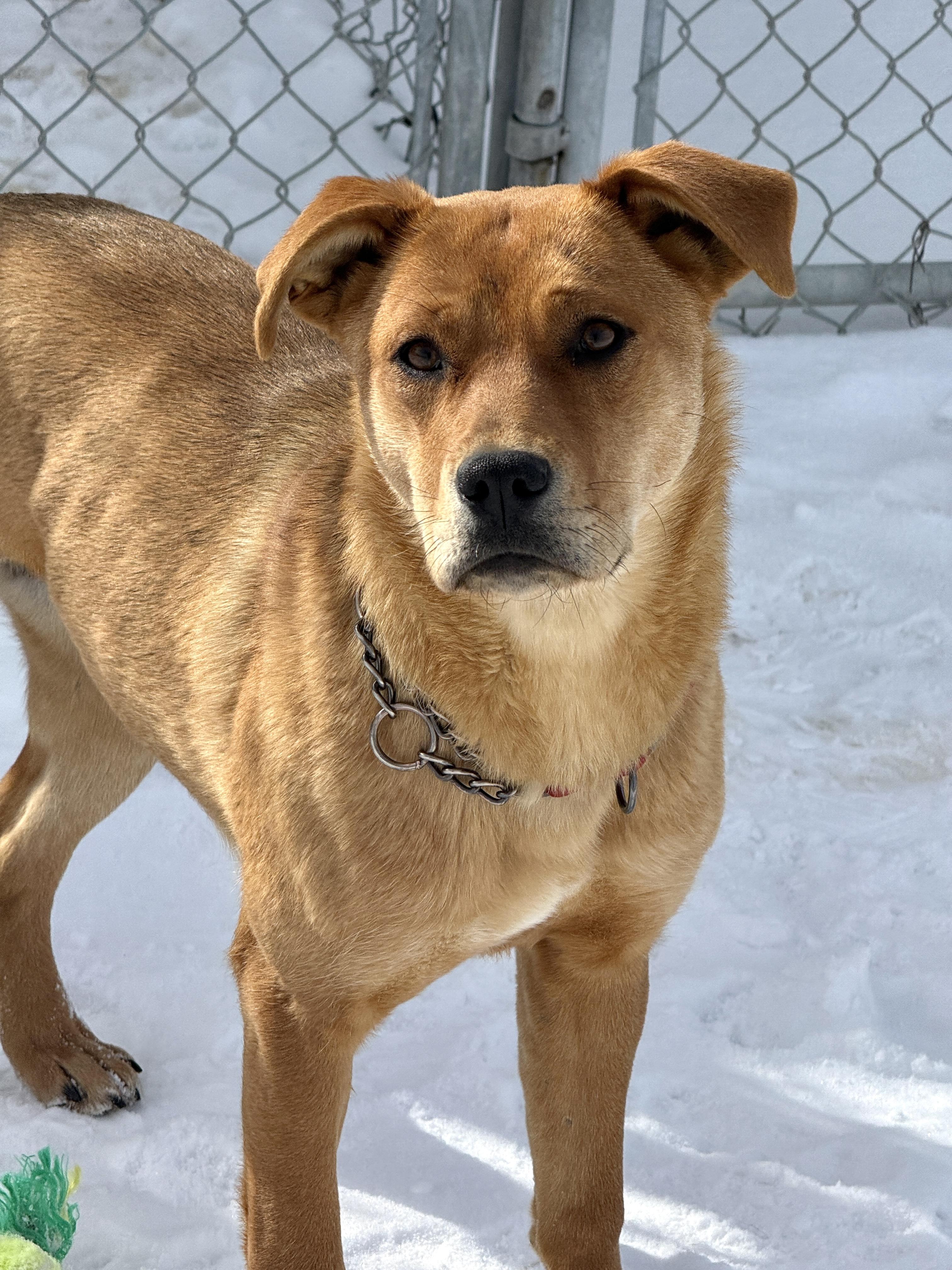 Enlarge Apple, a ADOPTABLE mixed breed in Meadow Lake, SK image 2/6
