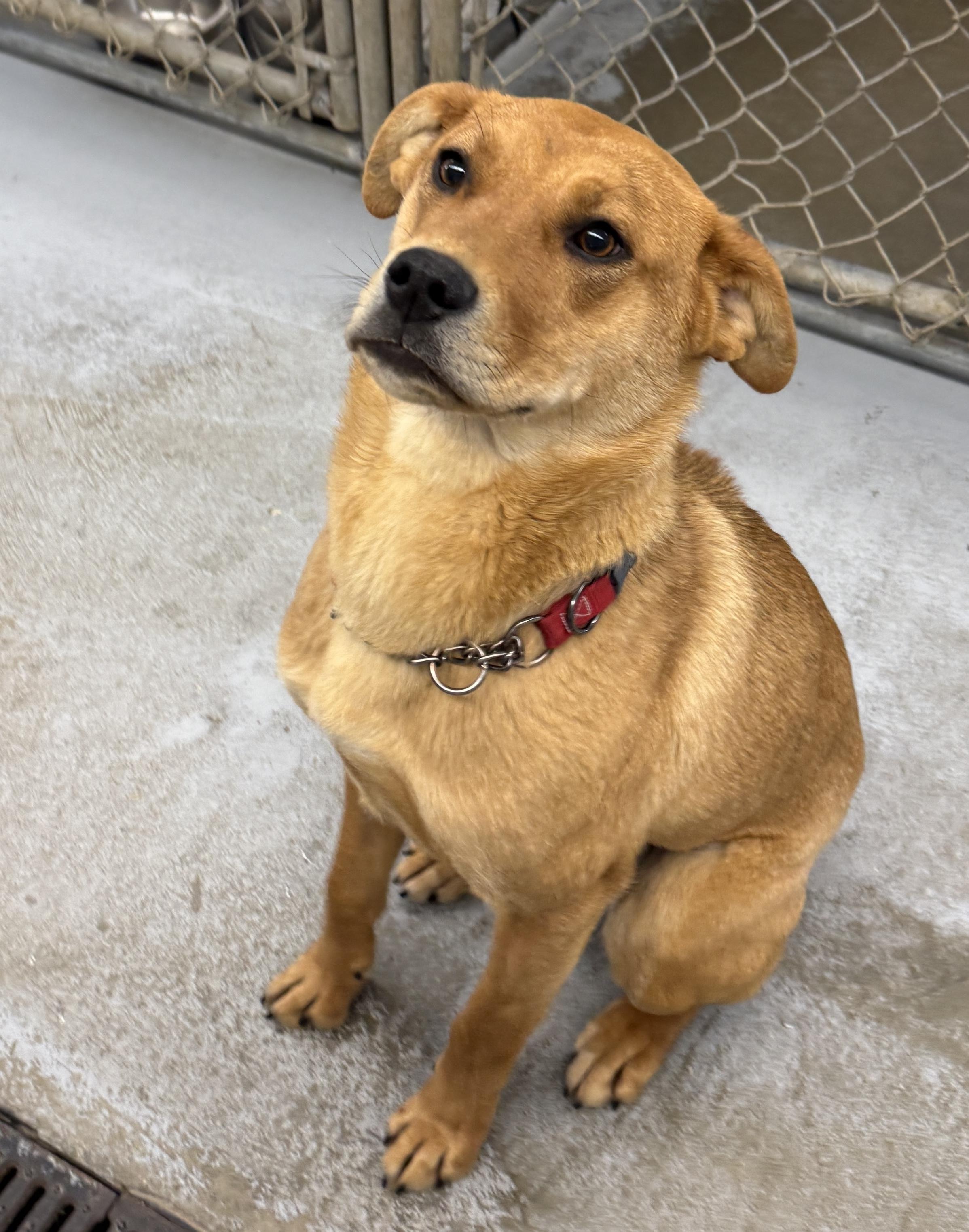 Enlarge Apple, a ADOPTABLE mixed breed in Meadow Lake, SK image 4/6