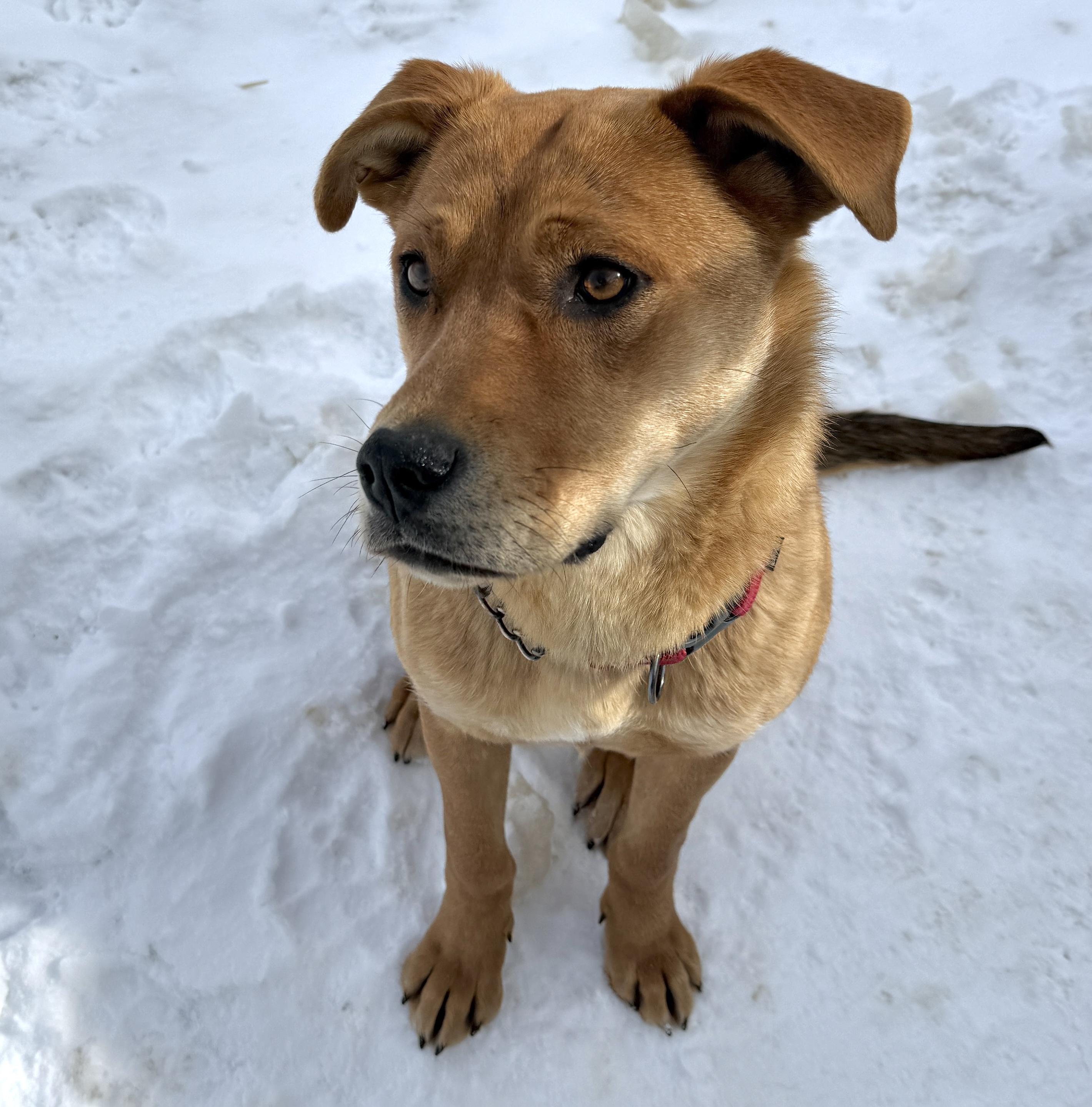 Enlarge Apple, a ADOPTABLE mixed breed in Meadow Lake, SK image 3/6