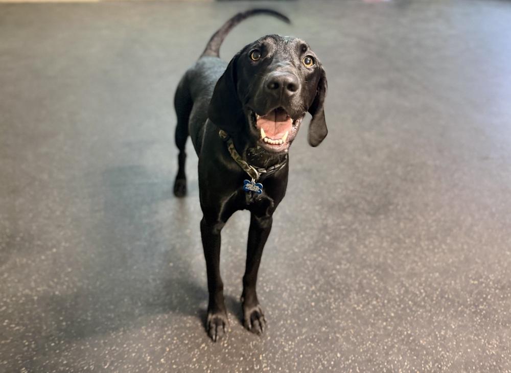 Enlarge Willie, a Adoptable mixed breed in Columbus, OH image 4/6