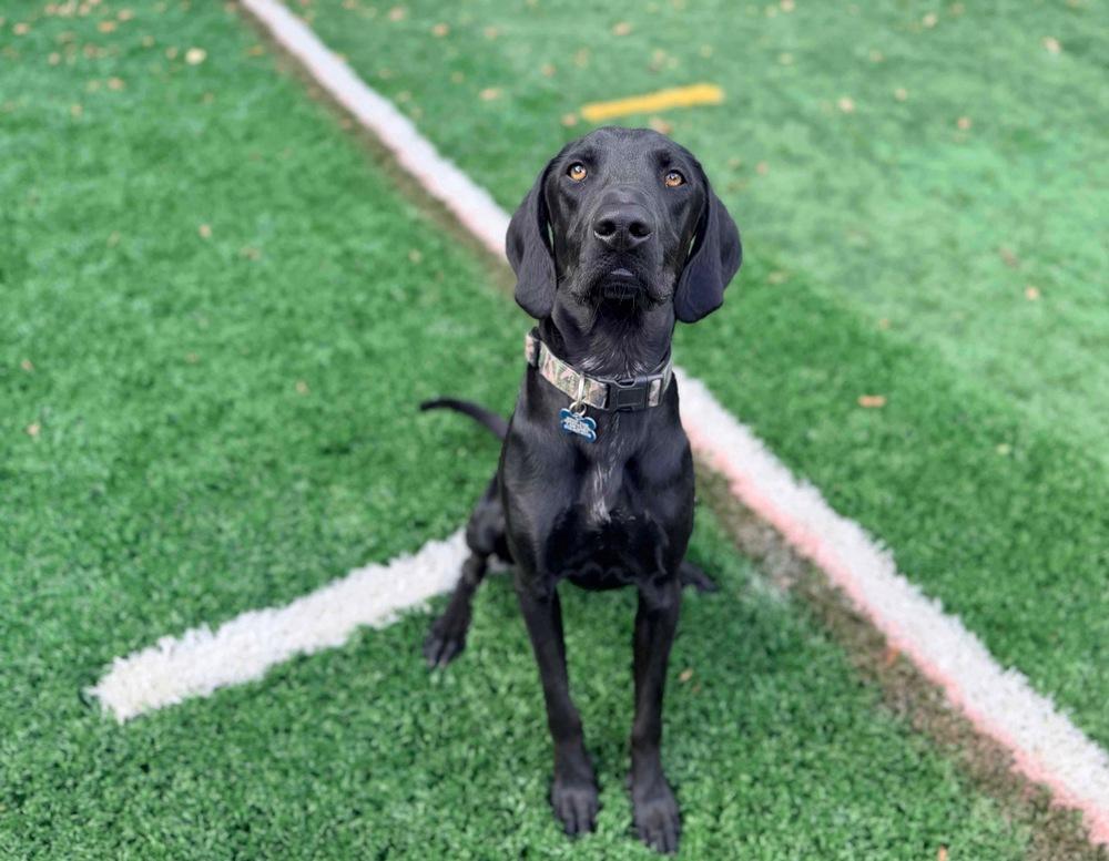 Enlarge Willie, a Adoptable mixed breed in Columbus, OH image 5/6