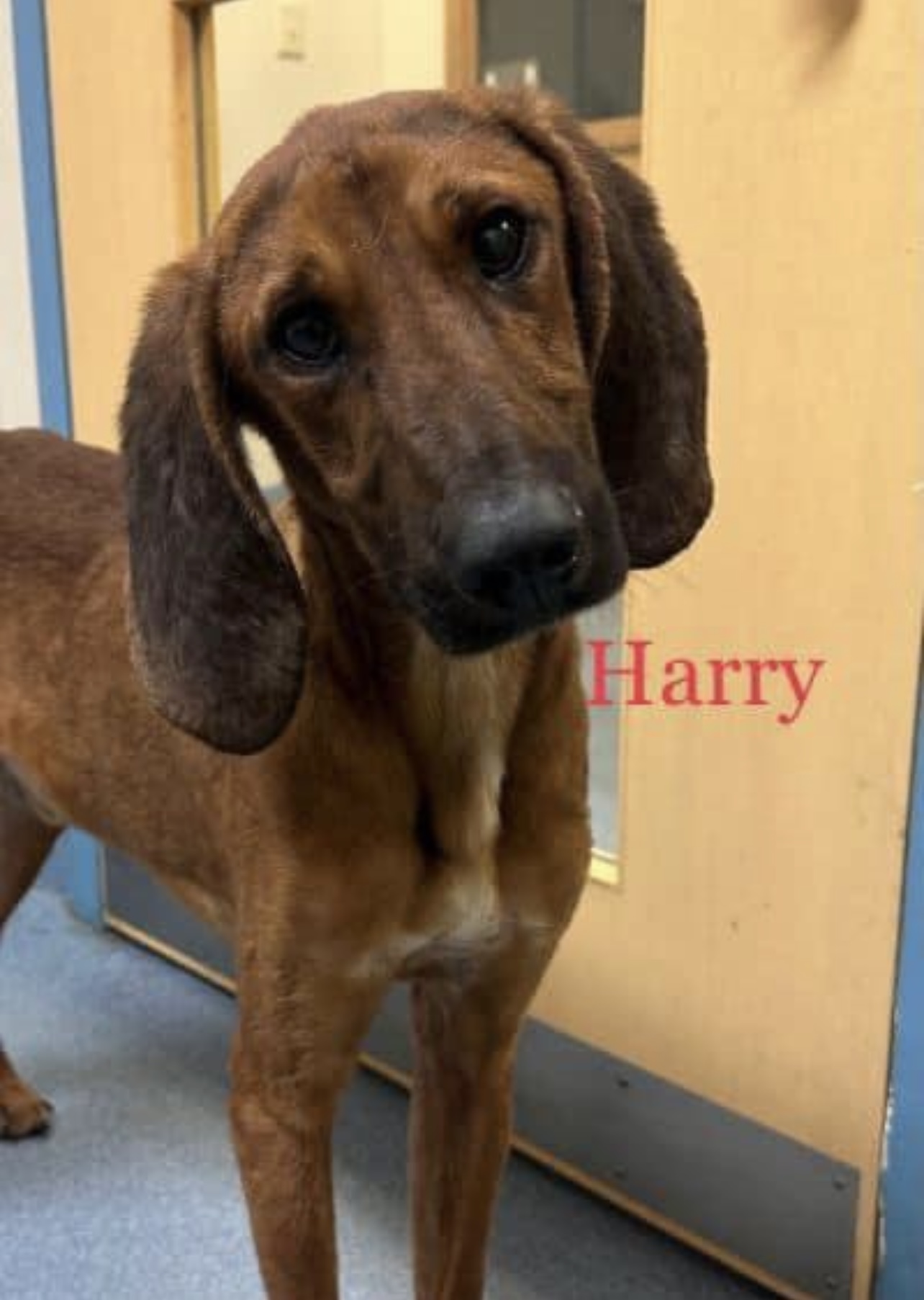 Dog for adoption Harry the Redbone Coonhound(50 adoption fee for approved adopters in May Dog for adoption Harry the Redbone Coonhound(50 adoption fee for approved adopters in May