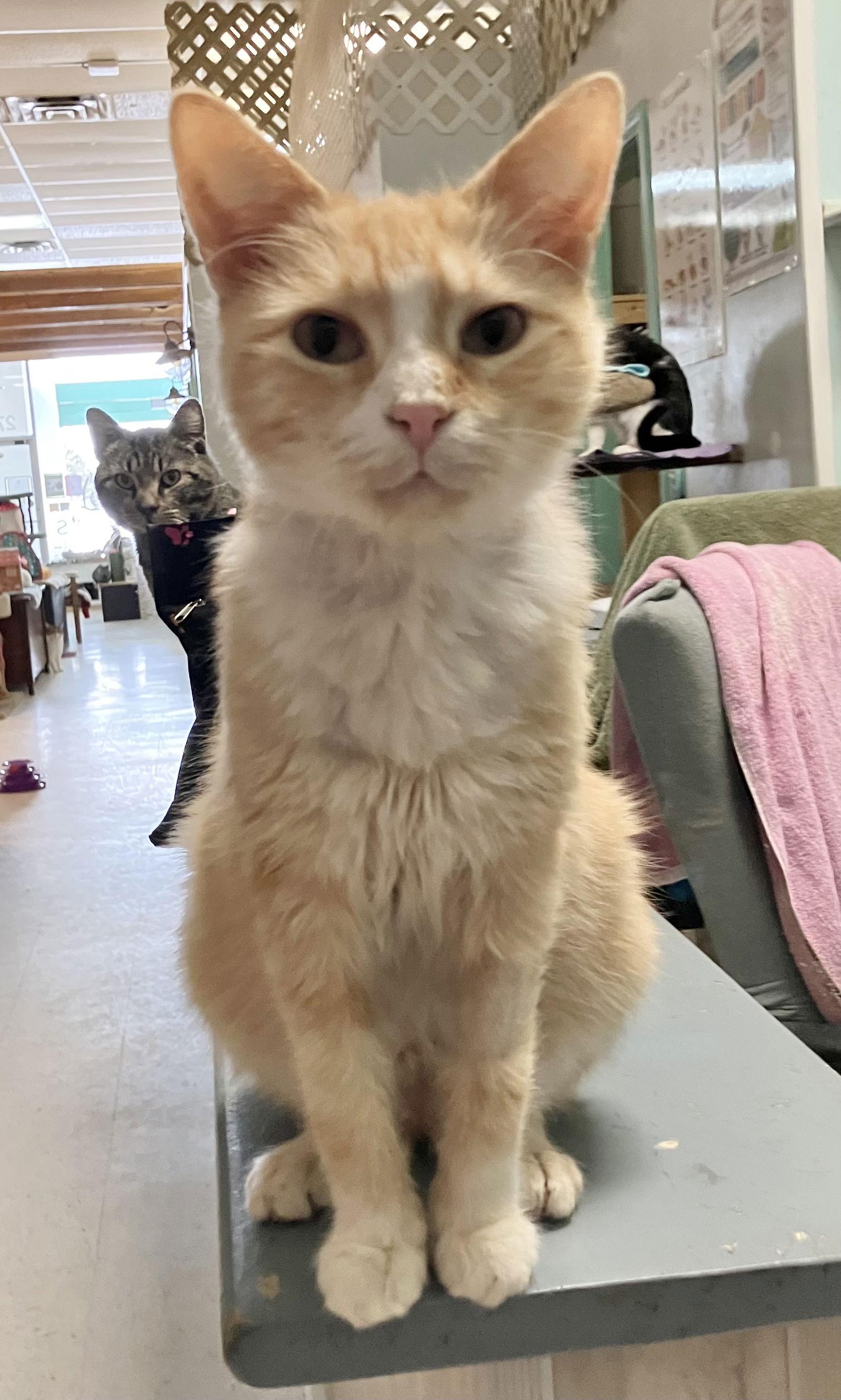 Quorian - KBC — thumbnail 3