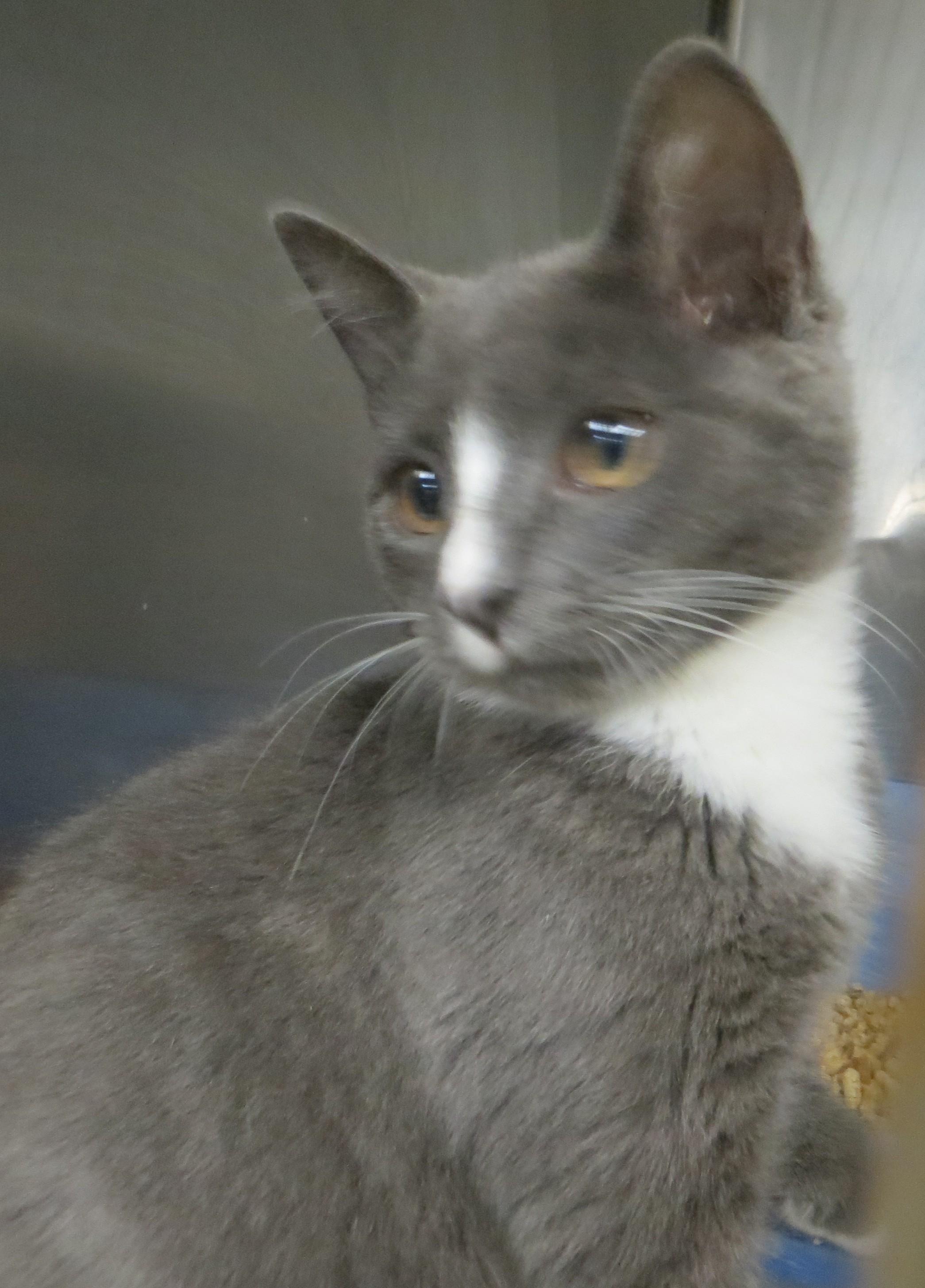 Enlarge ANNIE, a Adoptable Domestic Short Hair in Taunton, MA image 2/5