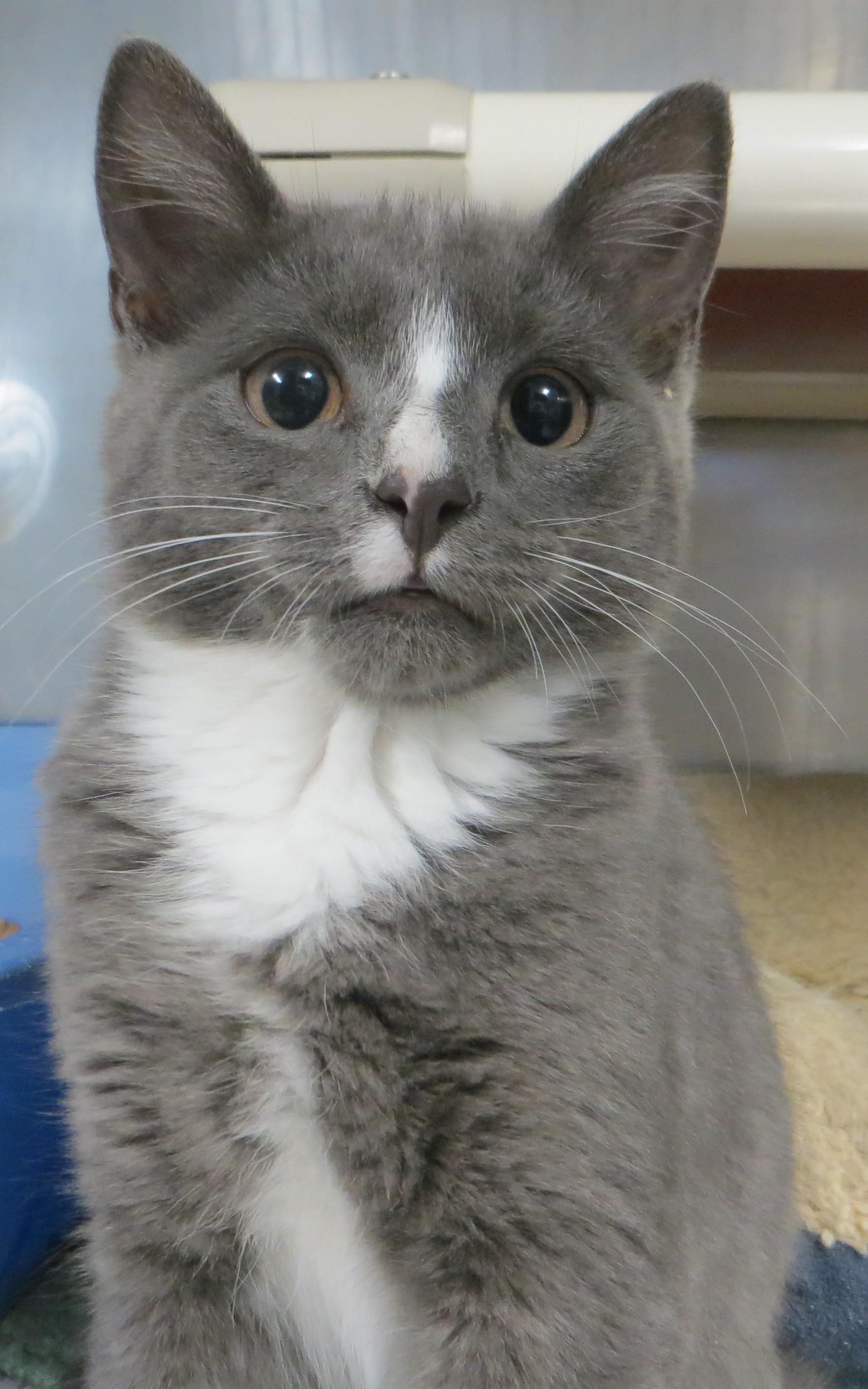 Enlarge ANNIE, a Adoptable Domestic Short Hair in Taunton, MA image 4/5